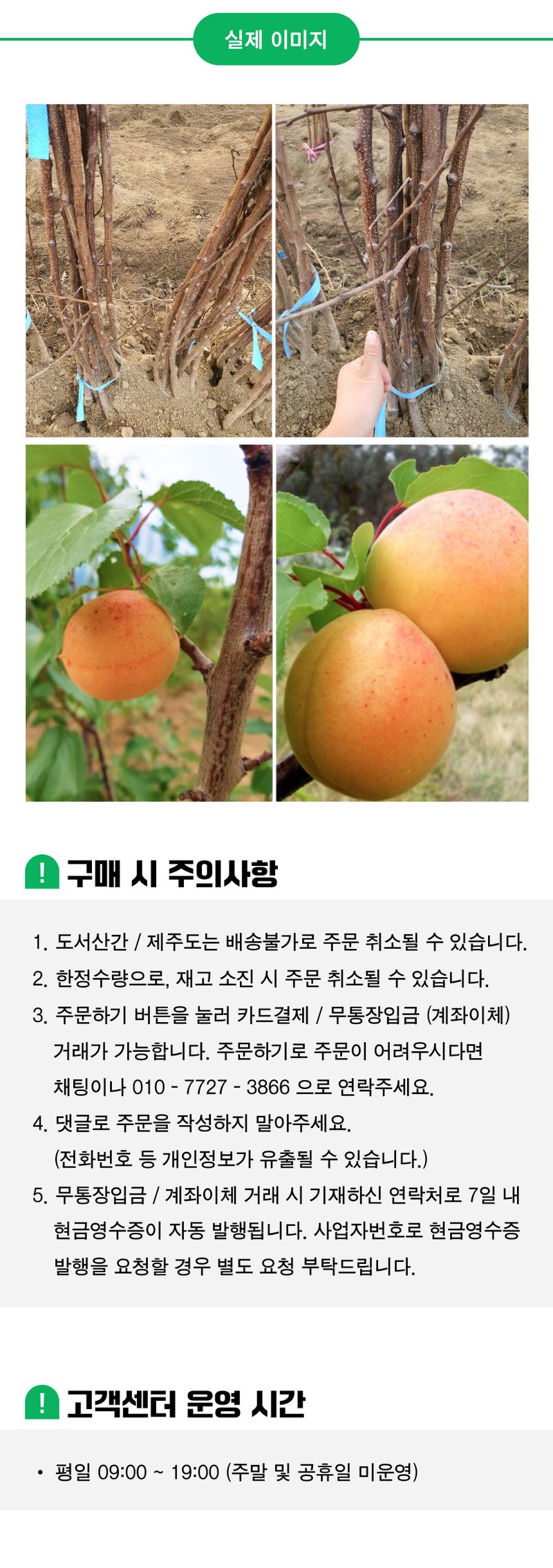 팜모닝 상점님의 장터 판매 상품 [살구 묘목 하코트살구 접목 1년생 특묘] 첨부 사진