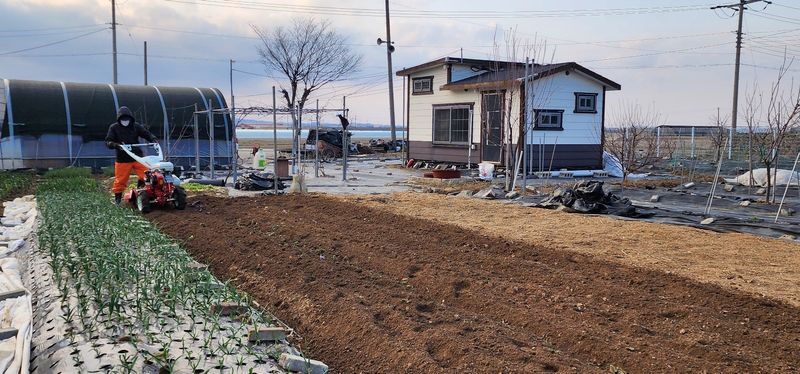 박동현님의 장터 판매 상품 [왕토란/단삼 모종용및모종 예약 판매 합니다 ] 첨부 사진