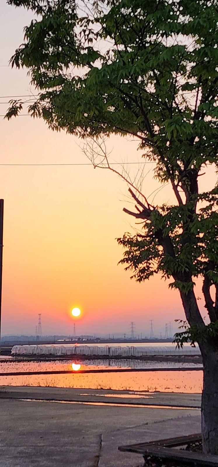 박동현님의 장터 판매 상품 [왕토란/단삼 모종용및모종 예약 판매 합니다 ] 첨부 사진