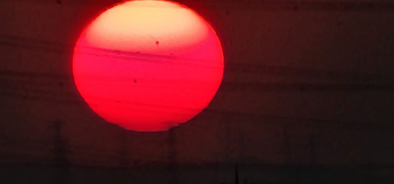 박동현님의 장터 판매 상품 [왕토란/단삼 모종용및모종 예약 판매 합니다 ] 첨부 사진