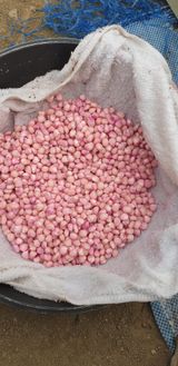 팜모닝 옥수수·영농일지 게시글 이미지