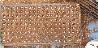 알 수 없음님의 옥수수 · 영농일지 작성글 사진