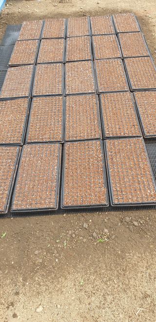 알 수 없음님의 옥수수 · 영농일지 작성글 사진