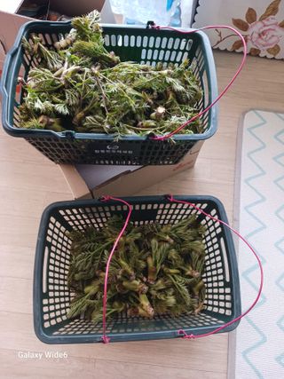 덕촌님의 두릅 · 영농일지 작성글 사진