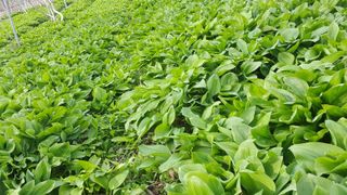 김정숙님의 4월 내 작물 자랑하기 · 참여글 작성글 사진