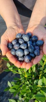 팜모닝 4월 내 작물 자랑하기·참여글 게시글 이미지