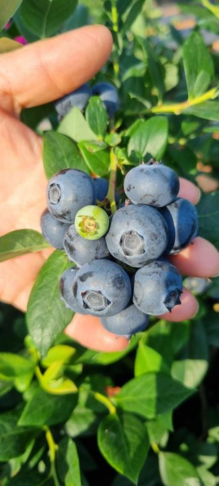 앙꼬르 블루베리님의 4월 내 작물 자랑하기 · 참여글 작성글 사진