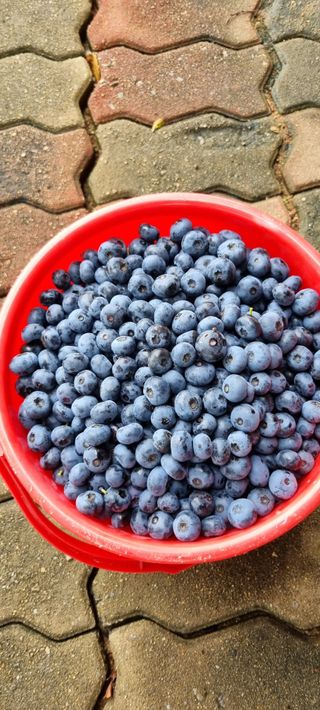 앙꼬르 블루베리님의 4월 내 작물 자랑하기 · 참여글 작성글 사진