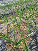 팜모닝 마늘·영농일지 게시글 이미지