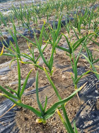 참깨16081님의 마늘 · 영농일지 작성글 사진