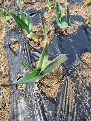 참깨16081님의 마늘 · 영농일지 작성글 사진