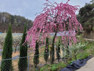 유병선(김천자두)님의 자유주제 · 자유게시판 작성글 사진