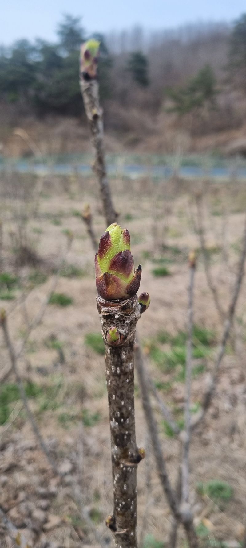 장터 상품 [엄나무순 2kg] 썸네일