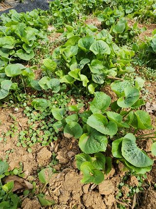 조태순 님의 자유주제 · 건의해요 작성글 사진