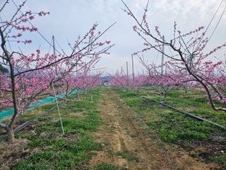 솔로매 소운농장님의 복숭아 · 자유게시판 작성글 사진