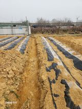 팜모닝 감자·영농일지 게시글 이미지