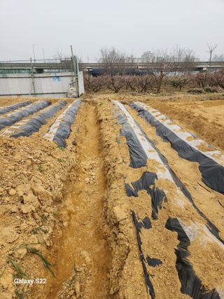 이명화님의 감자 · 영농일지 작성글 사진