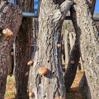 헤라여신^^♡님의 4월 내 작물 자랑하기 · 참여글 작성글 사진