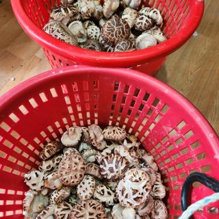 헤라여신^^♡님의 4월 내 작물 자랑하기 · 참여글 작성글 사진