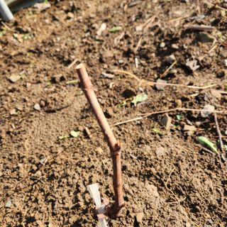 헤라여신^^♡님의 4월 내 작물 자랑하기 · 참여글 작성글 사진