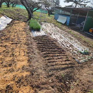 헤라여신^^♡님의 4월 내 작물 자랑하기 · 참여글 작성글 사진