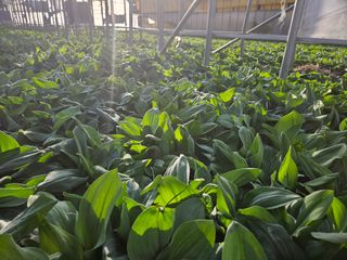 전봉우(채미농원)님의 4월 내 작물 자랑하기 · 참여글 작성글 사진