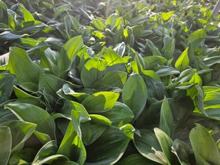 전봉우(채미농원)님의 4월 내 작물 자랑하기 · 참여글 작성글 사진