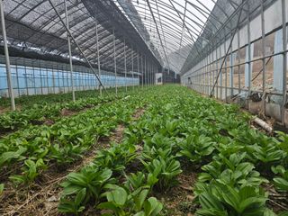 전봉우(채미농원)님의 4월 내 작물 자랑하기 · 참여글 작성글 사진