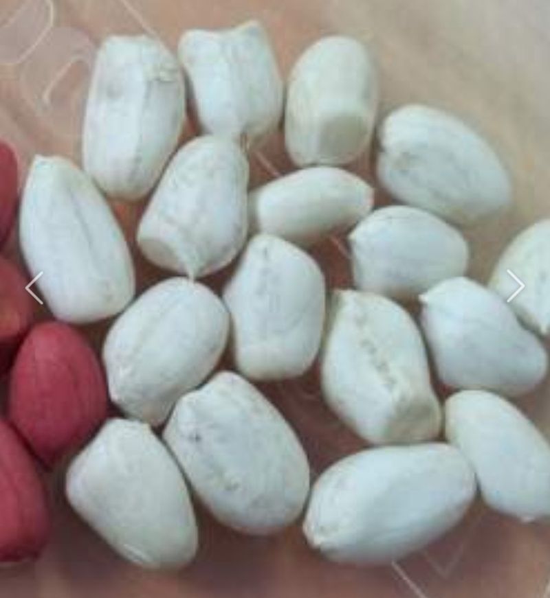 오색땅콩님의 장터 판매 상품 [자연건조 껍질땅콩 (완료)] 첨부 사진