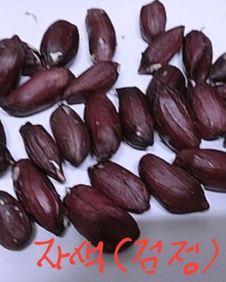 오색땅콩님의 작성글 사진