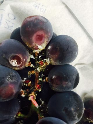 정선아님의 포도 · 병해충상담 작성글 사진