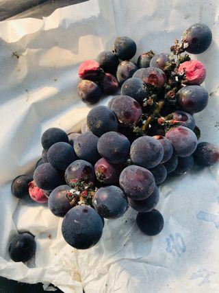 정선아님의 포도 · 병해충상담 작성글 사진