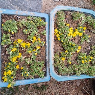 삼성농산님의 자유주제 · 자유게시판 작성글 사진