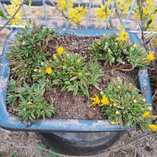 삼성농산님의 자유주제 · 자유게시판 작성글 사진