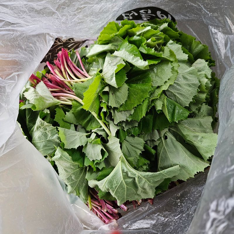 강옥만님의 장터 판매 상품 [노지땅두릅  1kg박스] 첨부 사진