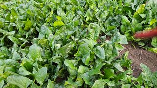 강옥만님의 작성글 사진