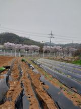 팜모닝 4월 내 작물 자랑하기·참여글 게시글 이미지
