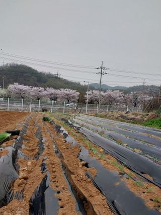 당진시 옥수수님의 4월 내 작물 자랑하기 · 참여글 작성글 사진