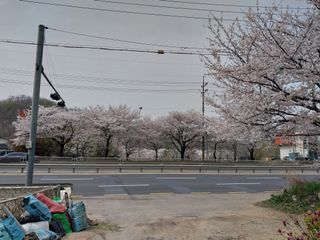 당진시 옥수수님의 4월 내 작물 자랑하기 · 참여글 작성글 사진