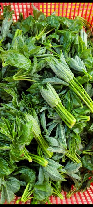 이숲농원님의 자유주제 · 사진전 작성글 사진