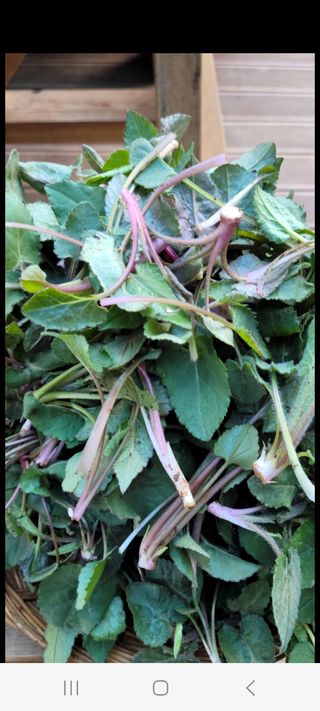 이숲농원님의 자유주제 · 사진전 작성글 사진