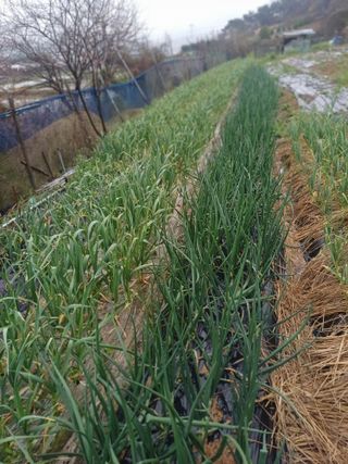 초보퍼머5도2촌준비님의 4월 내 작물 자랑하기 · 참여글 작성글 사진