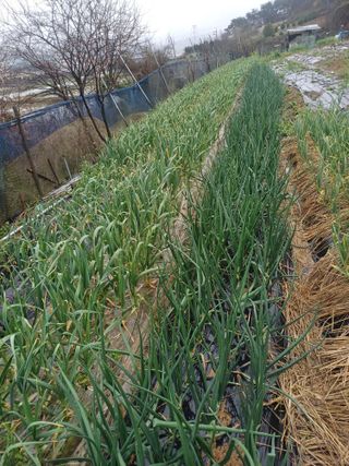 초보퍼머5도2촌준비님의 4월 내 작물 자랑하기 · 참여글 작성글 사진