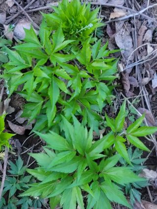 둥근마지기님의 4월 내 작물 자랑하기 · 참여글 작성글 사진