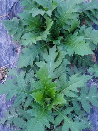 둥근마지기님의 4월 내 작물 자랑하기 · 참여글 작성글 사진