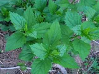 둥근마지기님의 4월 내 작물 자랑하기 · 참여글 작성글 사진