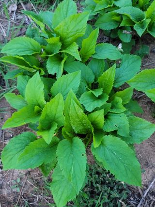 둥근마지기님의 4월 내 작물 자랑하기 · 참여글 작성글 사진