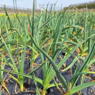 오남현님의 4월 내 작물 자랑하기 · 참여글 작성글 사진