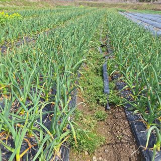 오남현님의 4월 내 작물 자랑하기 · 참여글 작성글 사진