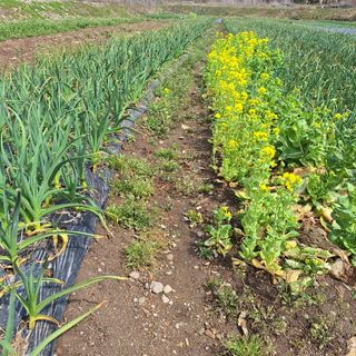 오남현님의 4월 내 작물 자랑하기 · 참여글 작성글 사진